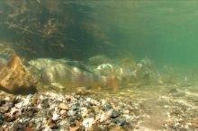 Fische müssen wandern können!