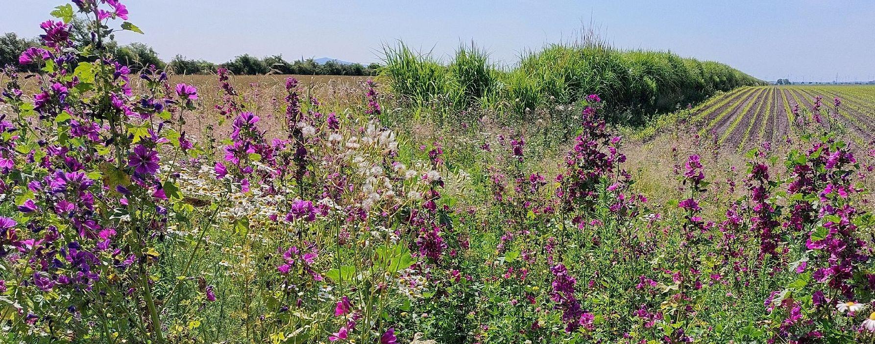 Blütenreiche Biodiversitätsfläche im Vordergrund. Im Hintergrund ein Blick auf flache Äcker, dievon Hecken durchzogen sind.