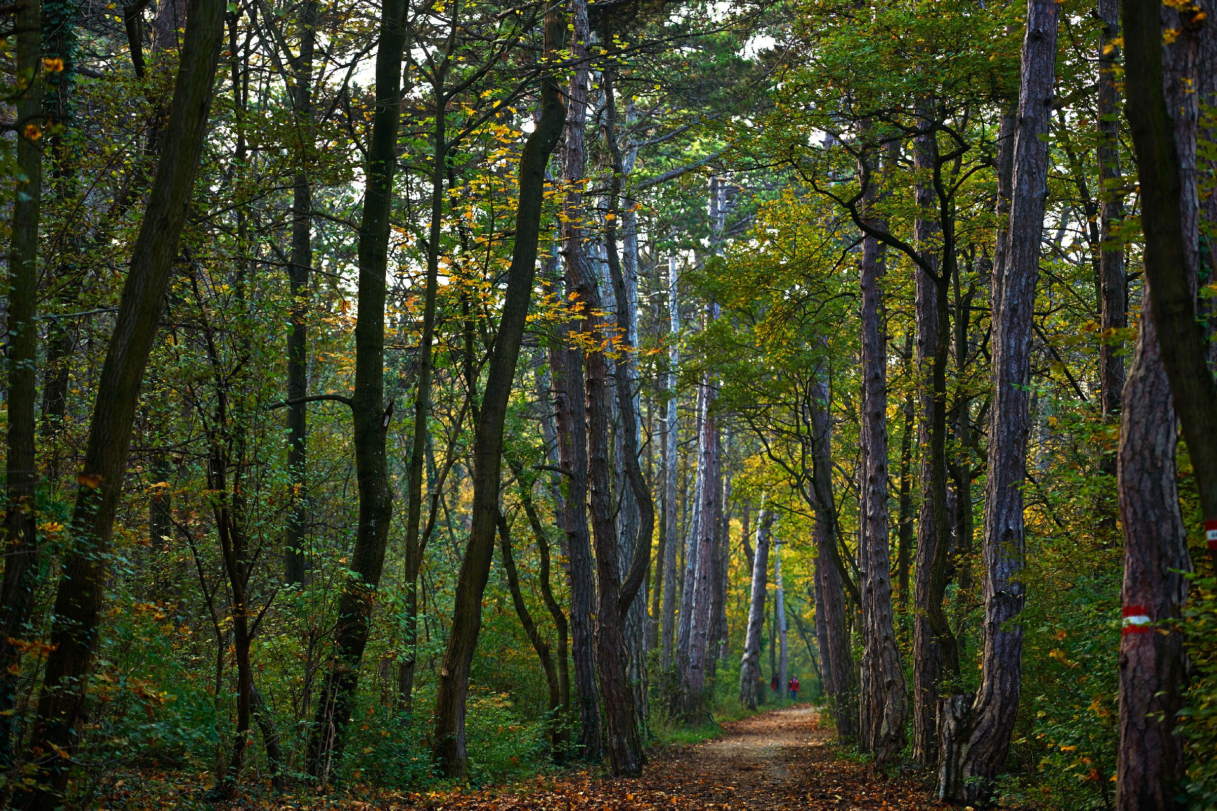 coody tent Coody Air Tarp – Coody Tents Official reseller Opula Tents main image 0