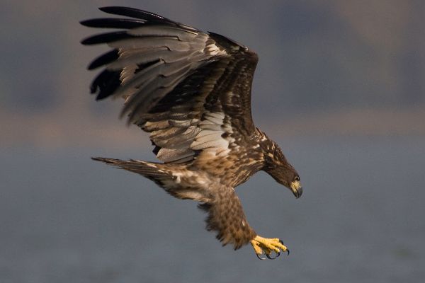 Seeadler (Haliaeetus albicilla)