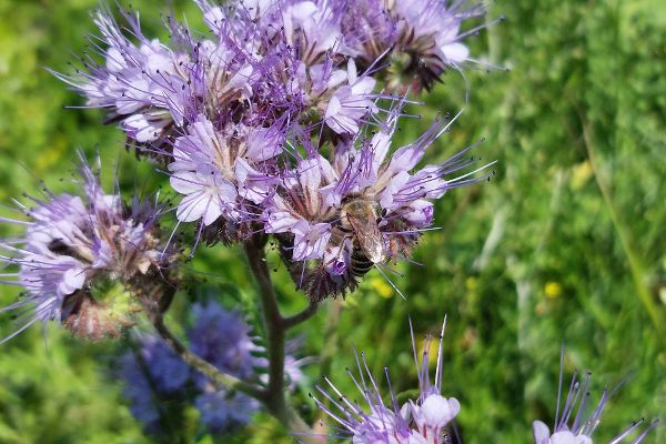 Biodiversitätsflächen