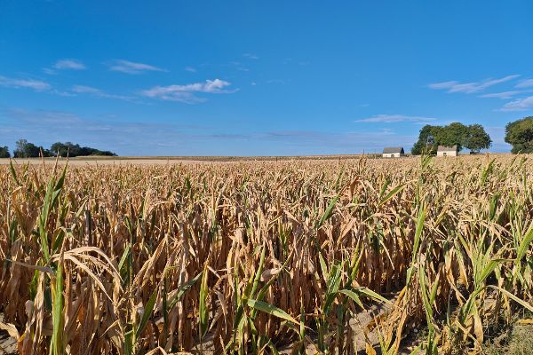 Dürre in der Landwirtschaft