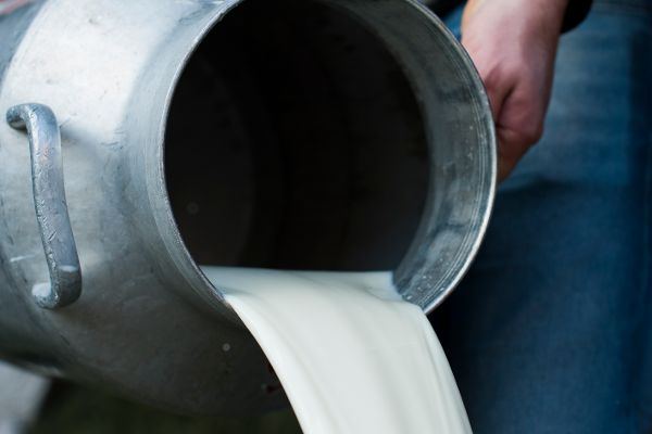 Milch