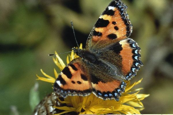 Großer Fuchs - Schmetterling