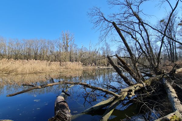 Naturwaldreservat Moravka in Hohenau.