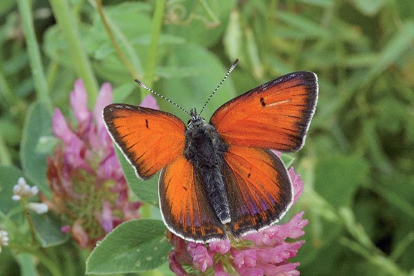 Lilagold-Feuerfalter (Lycaena hippothoe)