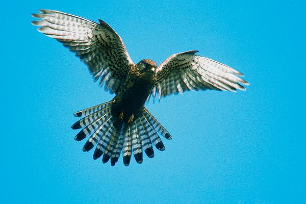 Turmfalke (Falco tinnunculus)