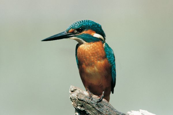 Eisvogel (Alcedo atthis)