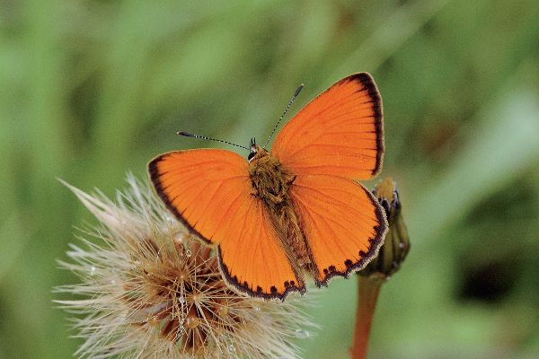 Dukatenfalter (Lycaena virgaureae)