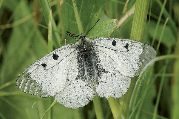 Schwarzer Apollo (Parnasius mnemosyne)
