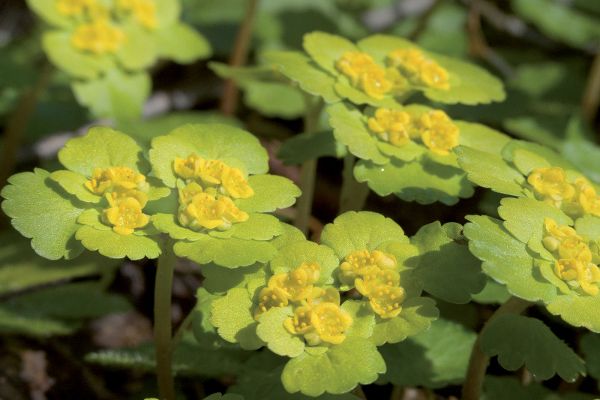 Wechselblättrige Milzkraut (Chrysosplenium alternifolium)