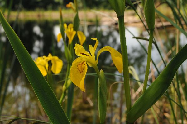 Sumpf-Schwertlilie (Iris pseudacorus)