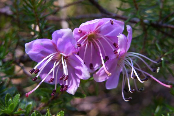 Blume