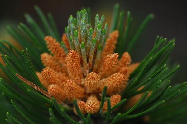 Bergkiefer (Pinus mugo)