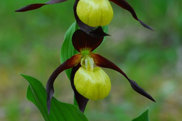 Frauenschuhe (Cypripedium)