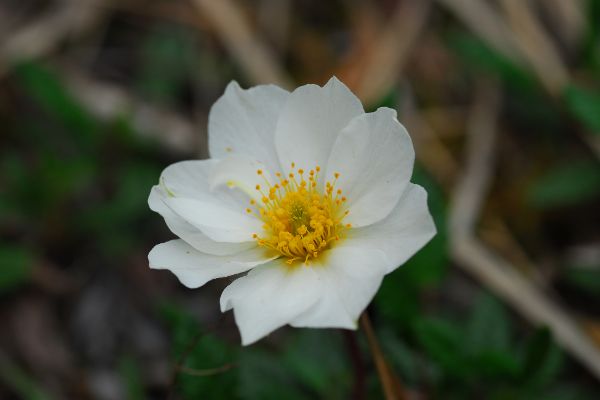 Hahnenfuß (Ranunculus)