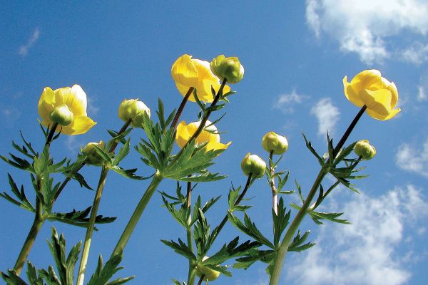 Trollblume (Trollius europaeus)