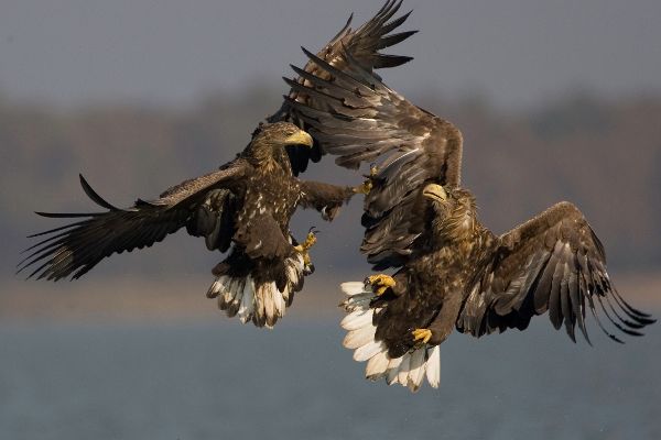 Seeadler kämpfend