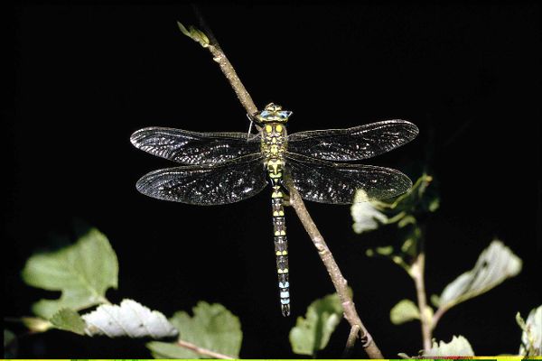 Libelle