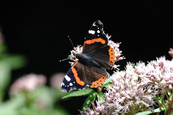 Admiral (Vanessa atalanta)