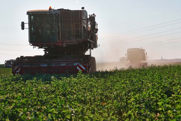 Maschinelle Erbsenernte