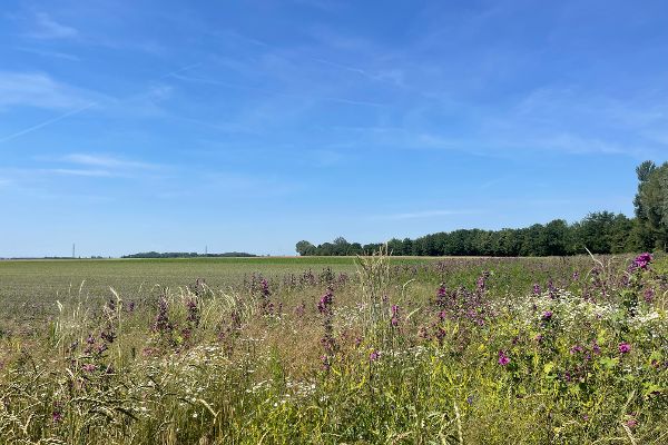 Biodiversitätsflächen