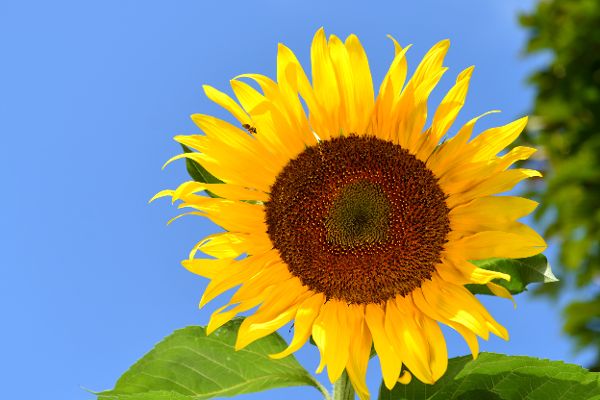 Sonnenblume - Urban Gardening 2016