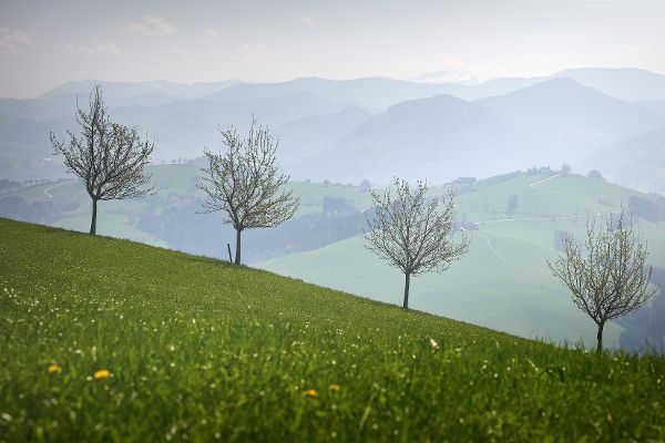 Grünland