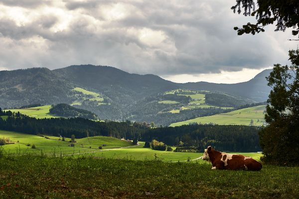 Grünland