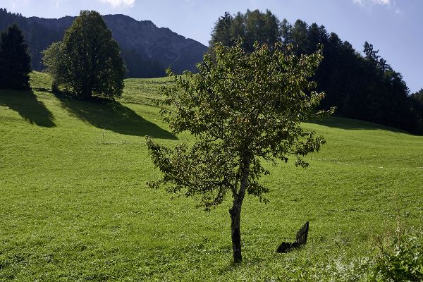 Grünland