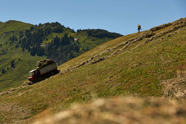 Heueinbringung im Bergland