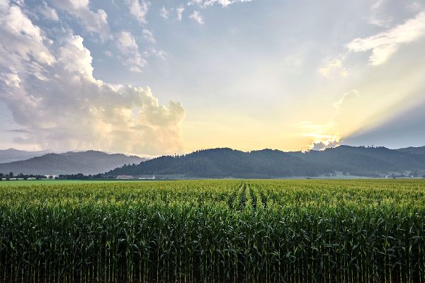 Maisfeld