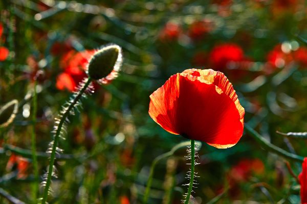 Blühendes Mohnblumenfeld