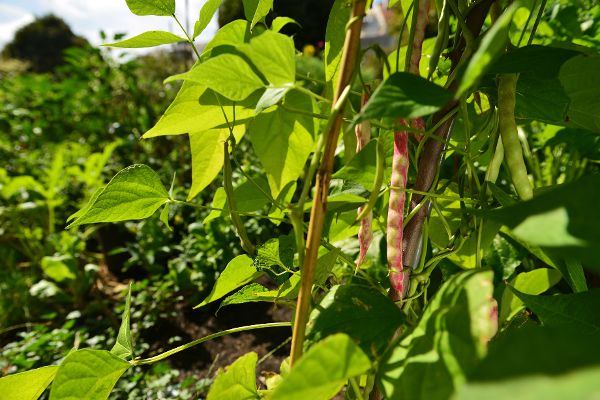 Erbsen - Urban Gardening 2016