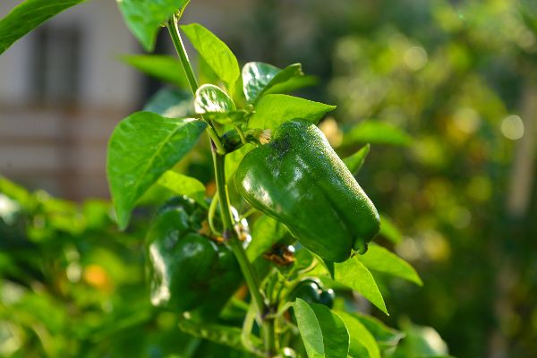 Paprika - Urban Gardening 2016