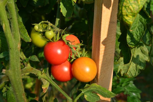 Tomaten - Urban Gardening 2016