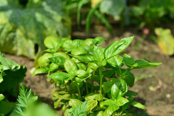 Kräutergarten - Urban Gardening 2016