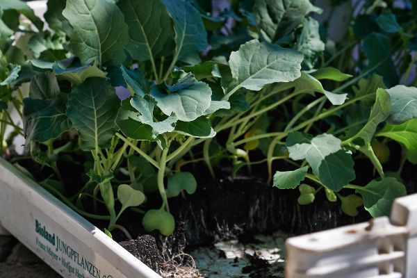 Kohlrabi