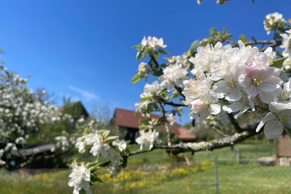 Apfelbaumblüte
