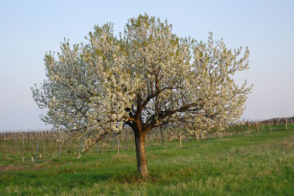 Kirschblüte