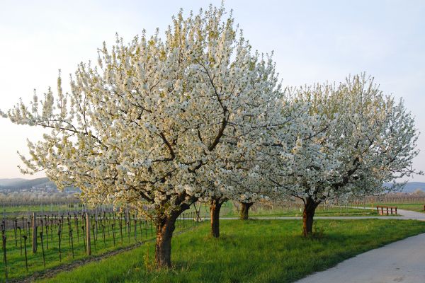 Kirschblüte