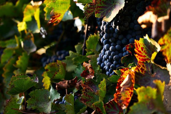 Weinreben