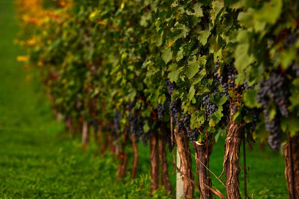 Weinreben