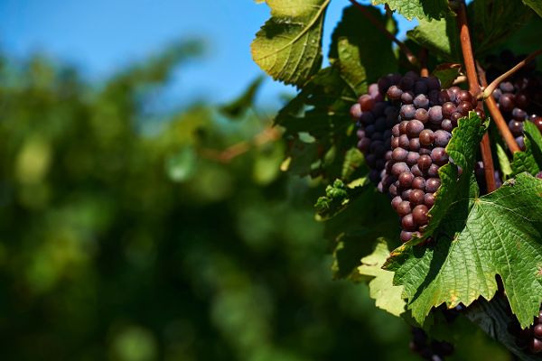 Weinreben