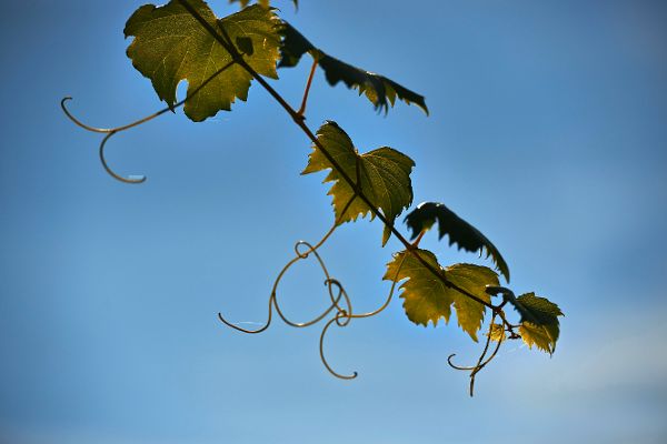 Weinreben