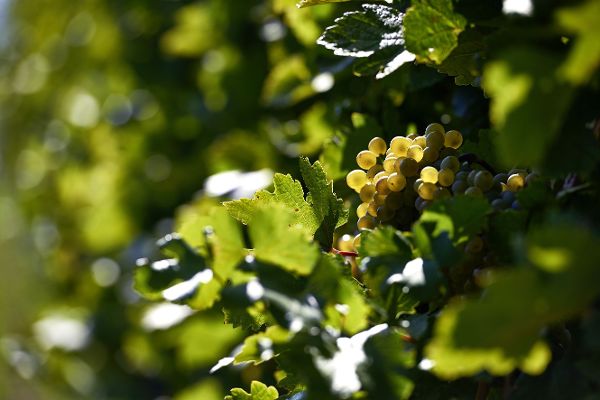 Weinreben
