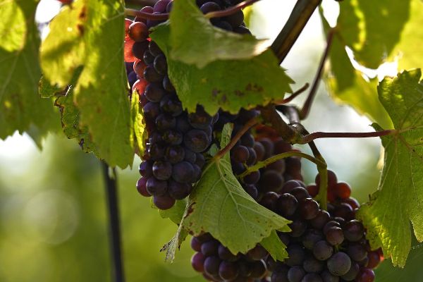 Weintrauben