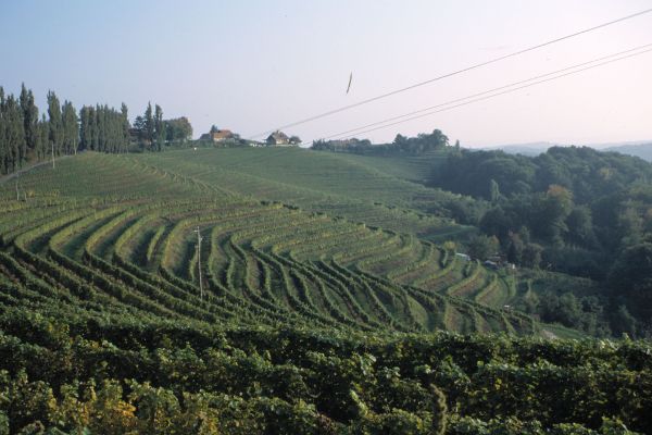 Weinberge
