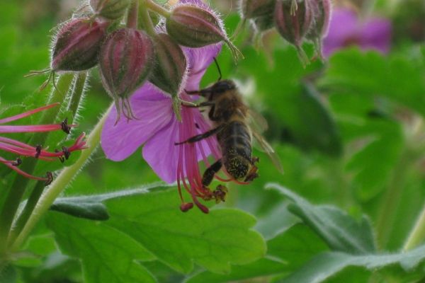 Biene auf Blume