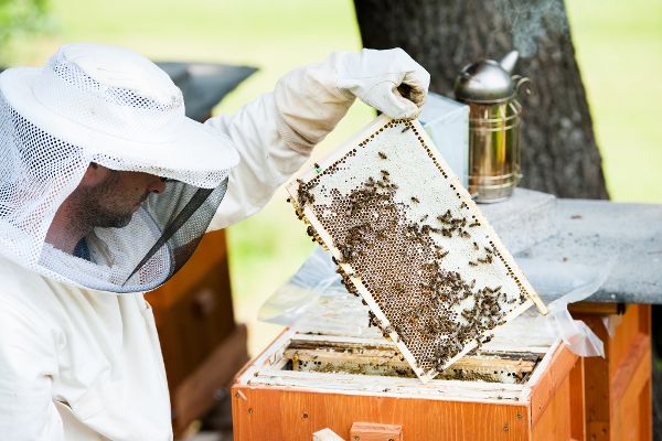 Bienen